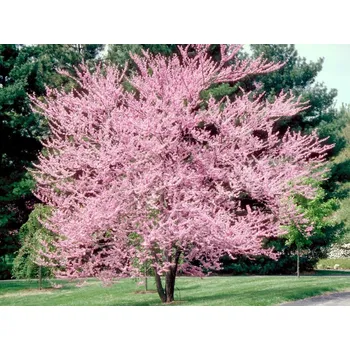 Sazenice Zmarlika kanadská Balení: bal nebo kontejner, Tvar: výška 250-300cm, šířka 200-300cm