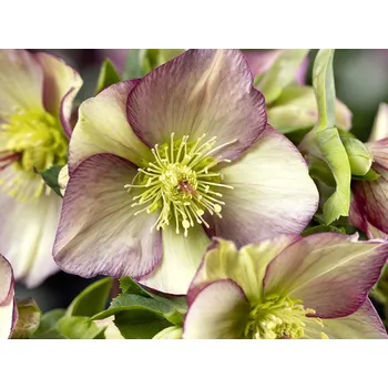 Sazenice Čemeřice 'HGC® Ice n' Roses Purple Sunrise' - Helleborus 'HGC® Ice n' Roses Purple Sunrise' Balení: kontejner C2