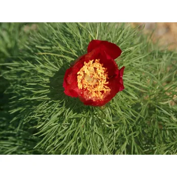 Sazenice Pivoňka úzkolistá (koprolistá) - Paeonia tenuifolia Balení: kontejner C5