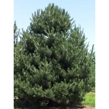 Sazenice Borovice černá var. austriaca Balení: bal nebo kontejner, Tvar: OK 35/40