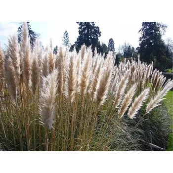Sazenice Pampová tráva 'Pumila' - Cortaderia seloana 'Pumila' Balení: kontejner p9