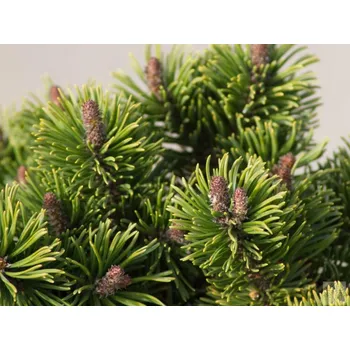 Sazenice Borovice kleč 'Matěj'