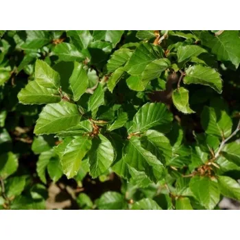 Sazenice Buk lesní 'Asterix'