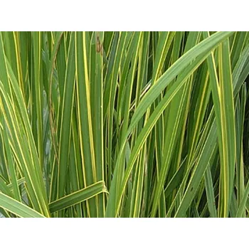 Sazenice Spartina hřebenitá 'Aureomarginata' - Spartina pectinata&nbsp;'Aureomarginata'