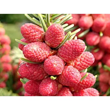 Vánoční stromek Jedle řecká 'Meyer's Dwarf'