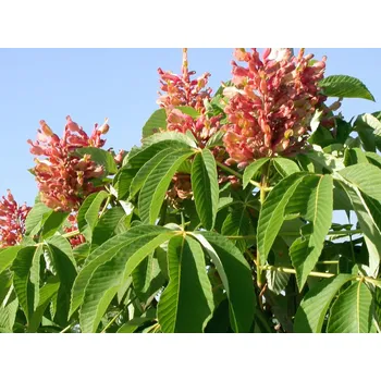 Sazenice Jírovec pávie 'Humilis' Balení: kontejner C20, Tvar: roubováno na kmínku, výška 140-160 cm