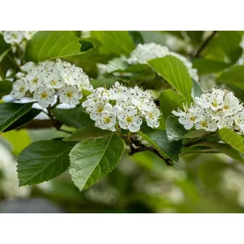 Sazenice Hloh obecný 'Carrierei'