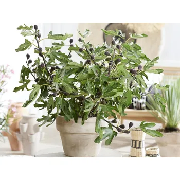 Sazenice Fíkovník smokvoň 'Little Miss Figgy' Balení: kontejner p9