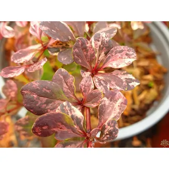 Sazenice Dřišťál Thunbergův 'Flamingo' Balení: kontejner p9