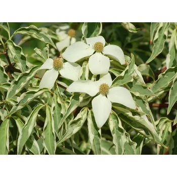 Sazenice Dřín japonský 'Wolf Eyes'