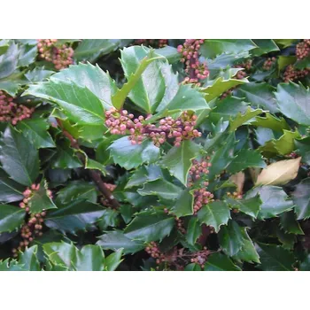 Sazenice Cesmína Meserveova 'Blue Prince'