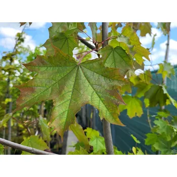 Sazenice Javor mléč 'Rubrum' Balení: kontejner C20, Tvar: kmínek, výška 140-160cm