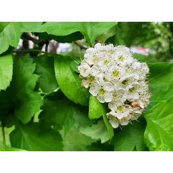 Sazenice Hloh zelenomasý