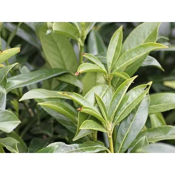 Sazenice Bobkovišeň lékařská 'Novita' Balení: bal/airpot/kontejner, Tvar: OK 10/12, kmínek +/- 150cm