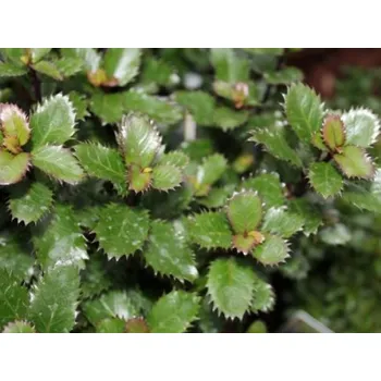 Sazenice Cesmína modrá Little Pirate 'Monnieves'