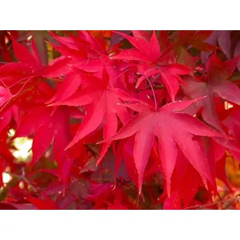 Sazenice Javor dlanitolistý 'Osakazuki' kontejner C130