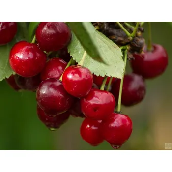 Sazenice Višeň 'Morela pozdní' Balení: bal/airpot/kontejner, Tvar: roubováno na kmínku, výška 220 cm, OK 20/25