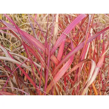 Sazenice Ozdobnice čínská 'Navajo' - Miscanthus sinensis 'Navajo' Balení: kontejner p12