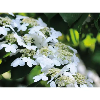 Sazenice Kalina japonská 'Watanabe' Balení: kontejner C4, Tvar: výška 40-60 cm