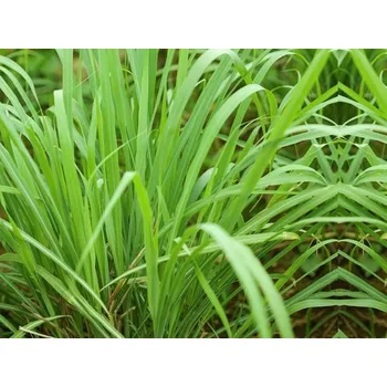Sazenice Citronová tráva - Cymbopogon citratus Balení: kontejner p14