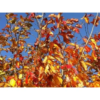 Sazenice Parrotie perská 'Bella' kontejner C31