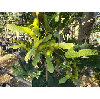 Sazenice Javor mléčný MAURITZ UPRIGHT 'Mauval1'