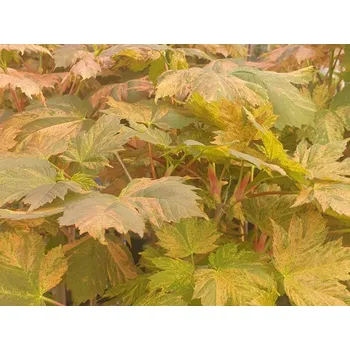 Sazenice Javor klen 'Hermitage' Balení: kontejner C15, Tvar: výška 120-140 cm