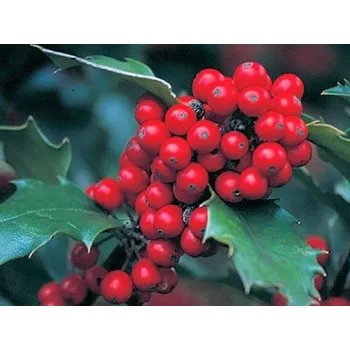 Sazenice Cesmína Meserveova 'Jingle Berry' Balení: kontejner p9