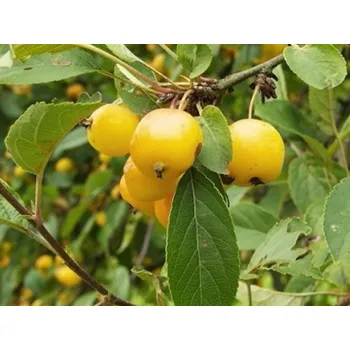 Sazenice Jabloň okrasná 'Yellow Siberian'