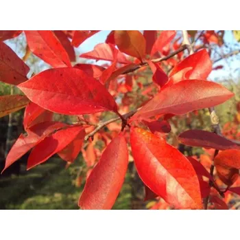 Sazenice Tupela lesní Balení: kontejner C5, Tvar: výška 80-100 cm