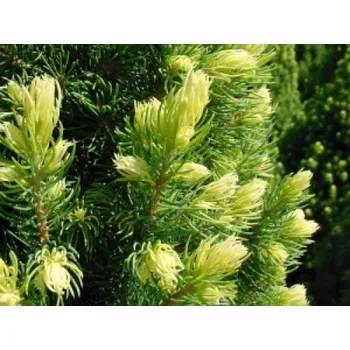 Sazenice Smrk sivý/bílý 'Rainbow's End' Balení: kontejner p9, Tvar: mladá sazenice