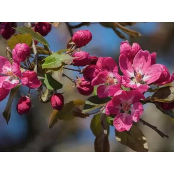 Sazenice Jabloň okrasná 'Coccinella' Balení: bal/airpot/kontejner, Tvar: obvod kmene