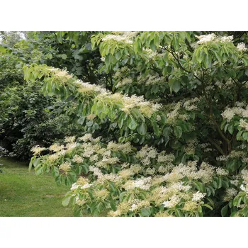 Sazenice Svída pochybná 'Pagoda'