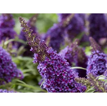 Sazenice Komule Davidova Butterfly Candy 'Little Purple' Balení: kontejner p9, Tvar: mladá sazenice