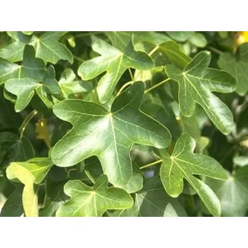 Sazenice Ambroň západní 'Rotundiloba' Balení: bal nebo kontejner, Tvar: výška 500-600cm