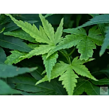 Sazenice Javor dlanitolistý 'Ryusen' Balení: kontejner C12, Tvar: roubováno na kmínku, výška 100-120 cm