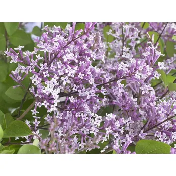 Sazenice Šeřík Meyerův 'Flowerfesta' Purple PBR Balení: kontejner p9