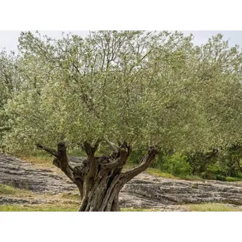 Sazenice Olivovník evropský kont