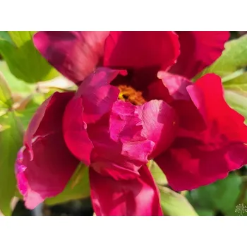 Sazenice Pivoňka dřevitá 'Muregarasu'