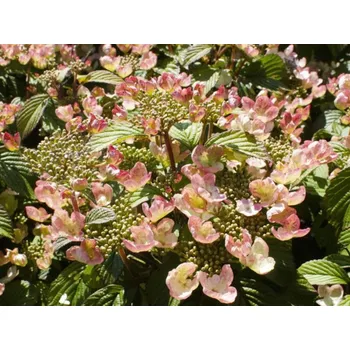 Sazenice Kalina japonská 'Pinkimono' Balení: kontejner C7,5, Tvar: výška 60-100cm