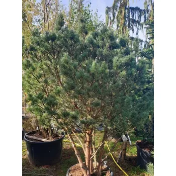 Sazenice Borovice lesní 'Watereri' kontejner C360