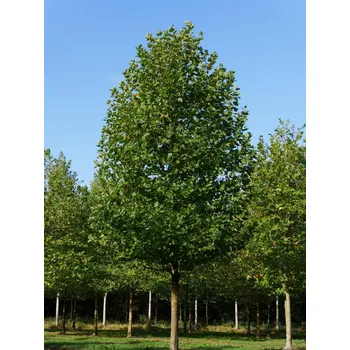 Sazenice Platan javorolistý Balení: bal nebo kontejner, Tvar: vícekmen, výška 400-450cm