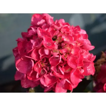 Sazenice Hortenzie velkolistá 'Merveille Sanguinea' Balení: kontejner C3