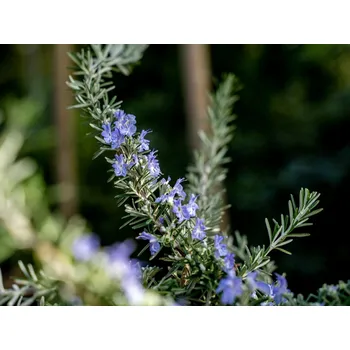 Sazenice Rozmarýn lékařský 'Repens' kontejner p14