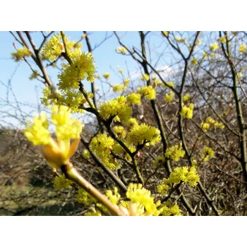 Sazenice Lindera tupolaločná Balení: kontejner C5, Tvar: výška 60-80cm