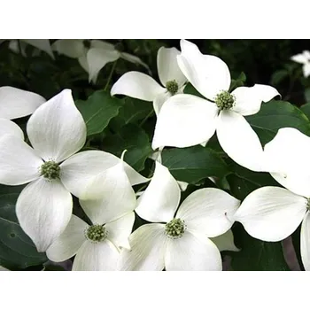 Sazenice Dřín japonský 'Weisse Fontaine' Balení: kontejner C3