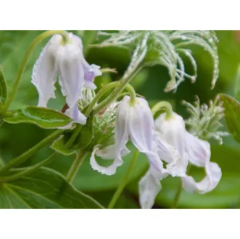 Sazenice Plamének 'Hakuree'