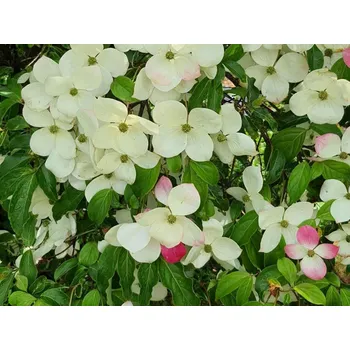 Sazenice Dřín 'Norman Hadden'