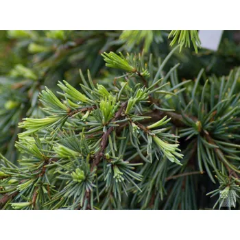 Sazenice Cedr himalájský 'Feeling Blue' kontejner C9