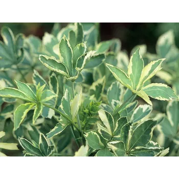 Sazenice Eleuterokok Sieboldův 'Variegatus'